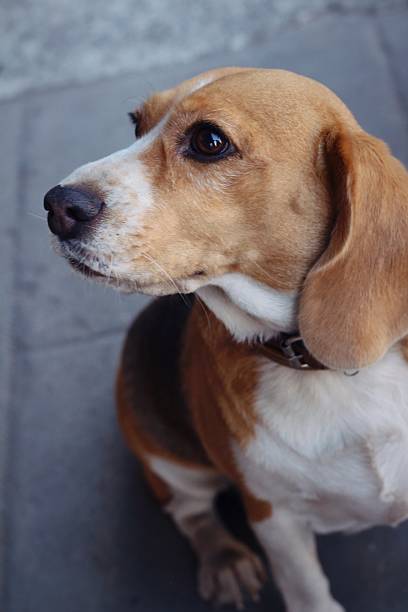 istock brown and white beagle dog in the park 479505408