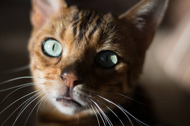 istock Portrait of a Cat 479505726