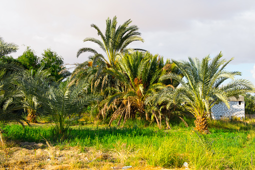 Palm trees in the Bahariya Oasis in EGypt
