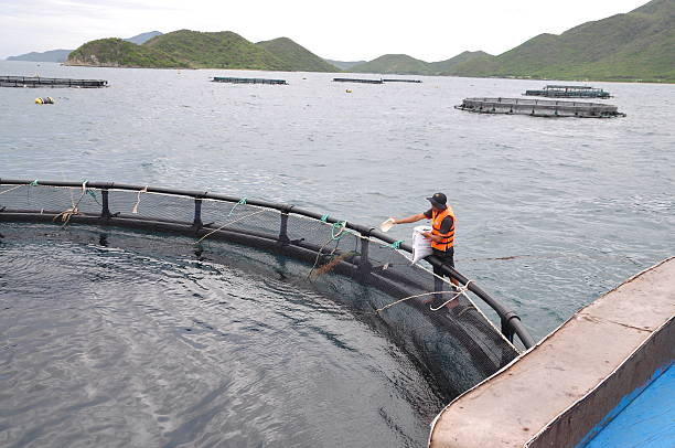 Workers are feeding barramundi fish by machine Nha Trang, Vietnam - June 23, 2013: Workers are feeding barramundi fish by machine in cage culture in the Van Phong bay in Vietnam iron county wisconsin stock pictures, royalty-free photos & images