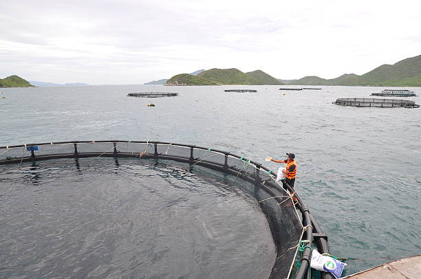 los trabajadores están alimentando a barramundi máquina de pescado - commercial fishing net netting fishing striped fotografías e imágenes de stock