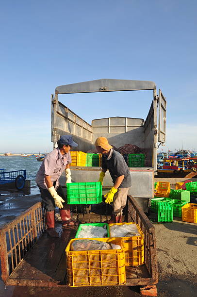 Workers are loading forage fish onto the truck Lagi, Vietnam - February 26, 2012: Workers are loading forage fish onto the truck to the feed mill in Lagi seaport basket boat stock pictures, royalty-free photos & images