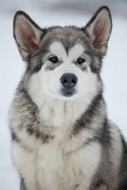 istock Alaskan Malamute puppy 479509551