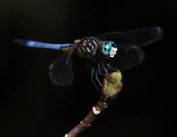 istock Closeup of Blue Dasher Dragonfly Perched on Flower Bud 479511770