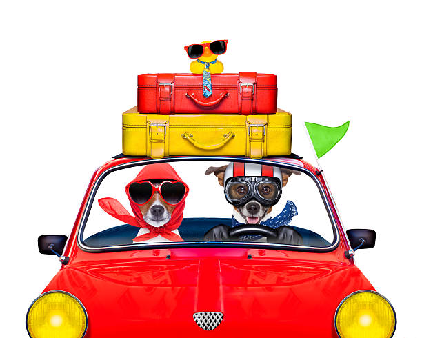 istock dog driving a car 479511840