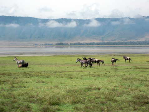 Wildebeest and Zebras on a plain - Ngorongoro Crater, Tanzania