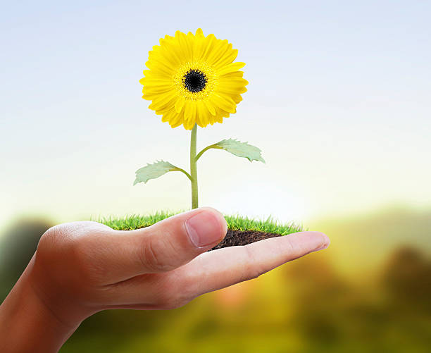 istock Man holding plant in hand 479512124
