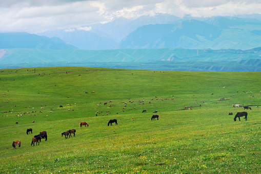 natural, feeding, breeding, grassland, green,  Tibet,  mountain, hill, ground, tree, Spring, Landscape, Field, Meadow, Sky, Summer, Nature, Grass, Green, Skyline, Environment, Land, Farm, Wide, animal, horse, Plain, Rural Scene, Non-Urban Scene, Beauty In Nature, Pasture, Agriculture, Cloud, Colors,  Xinjiang, China