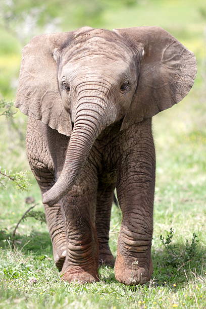 baby-elefanten-kalb - addo south africa southern africa africa stock-fotos und bilder