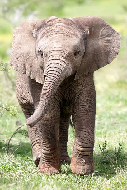 A baby elephant charges and trumpets. I took this wildlife photo on safari in South Africa.