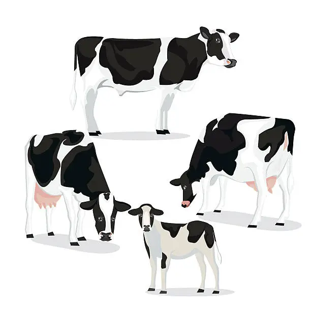 Vector illustration of Illustrations.Cow