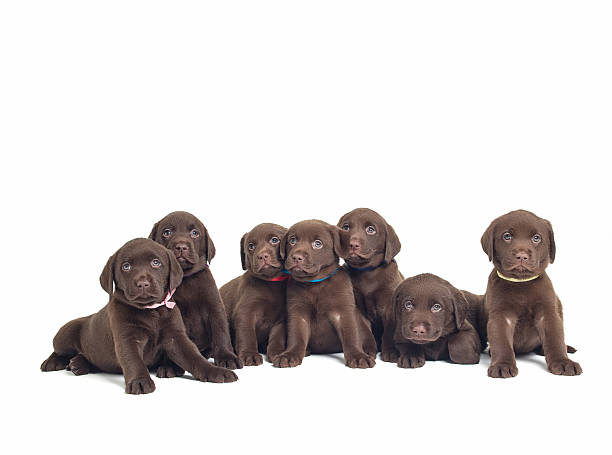 istock Group of Labrador Retriever puppies isolated on white 479514204