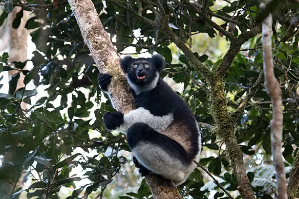 A critically endangered black and white, wild indri lemur with his mouth open and leaves in his left hand perches on a tree and eats leaves in the rainforest canopy in Mantidia - Andasibe National Park, also known by Perinet in the eastern rainforest of Madagascar. 