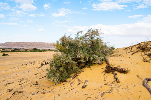 Beautiful nature of the Bahariya Oasis in Egypt