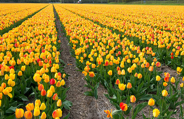 istock Tulip culture 479515602