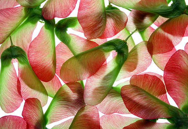 maple seeds stock photo
