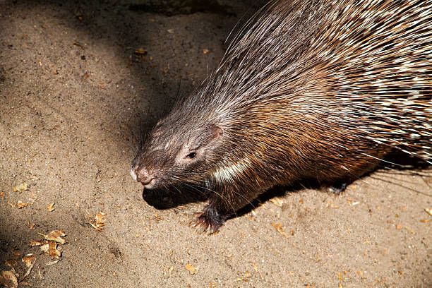 istock Porcupine with sharp black and white quills 479516312