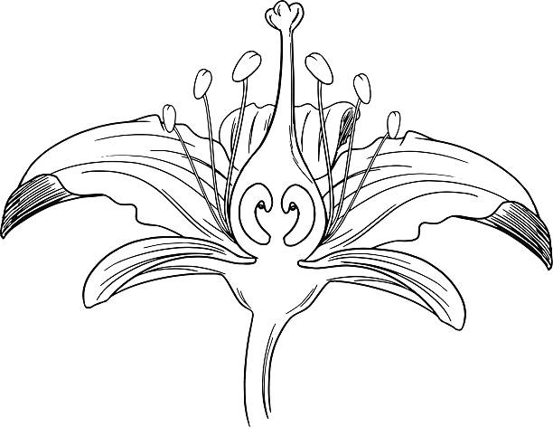 Tiger lily flower outline Tiger lily flower outline dioecious stock illustrations