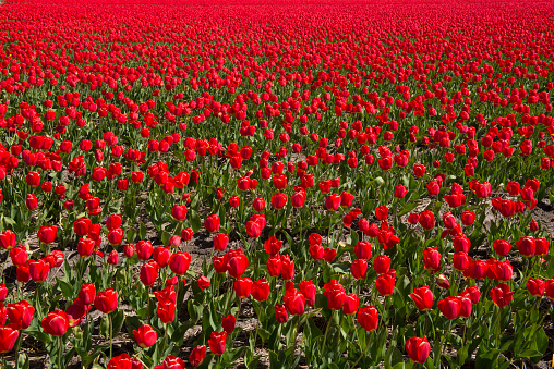 Tulip field in Northern Holland