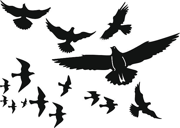 ilustraciones, imágenes clip art, dibujos animados e iconos de stock de vector siluetas de aves - alas desplegadas