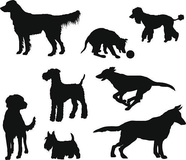 My dogs (vector & jpg) Freehand drawings of the dogs in my family. Files included: EPS, AI 8, Freehand 10, PNG and huge JPG. airedale terrier stock illustrations