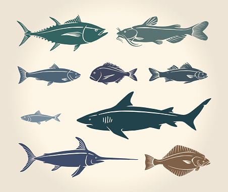 Vintage illustration of fish and seafood over white background