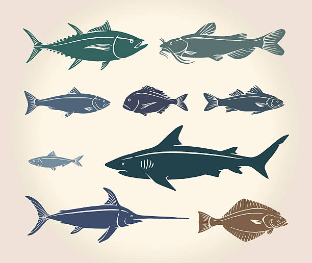 Vintage illustration of fish Vintage illustration of fish and seafood over white background fish silhouettes stock illustrations