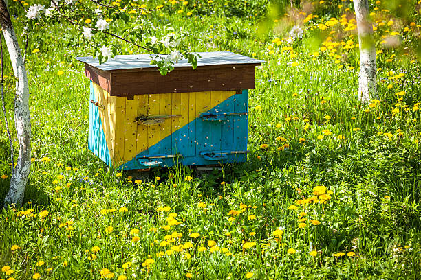 istock bee, farm, honey, apiary, beekeeping, hive, meadow, house, summ 479518746