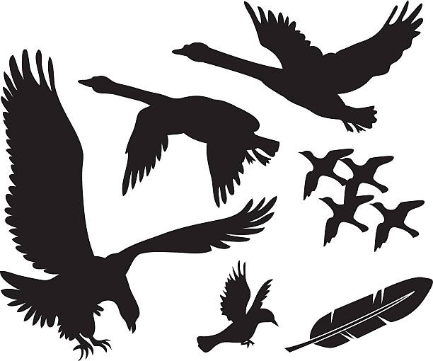 ilustraciones, imágenes clip art, dibujos animados e iconos de stock de vector birds-cisnes, eagle y otros - canturrear