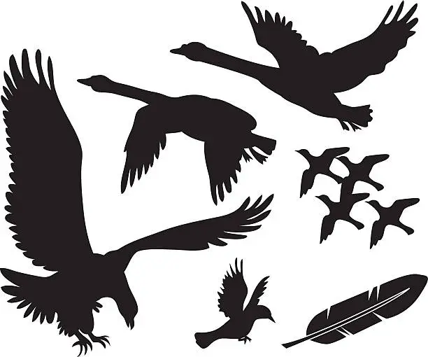 Vector illustration of Vector birds - swans, eagle and others