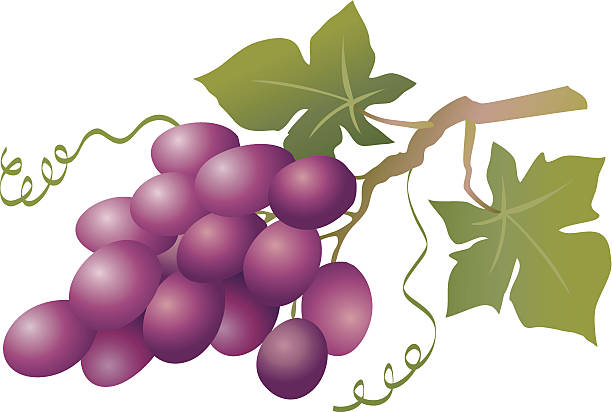 niebieski winogron - agriculture purple vine grape leaf stock illustrations