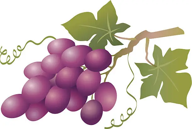 Vector illustration of Blue grapes