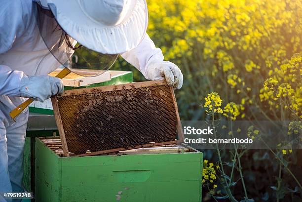 Apiarist Checking The Hives Stock Photo - Download Image Now - 2015, Adult, Agricultural Field