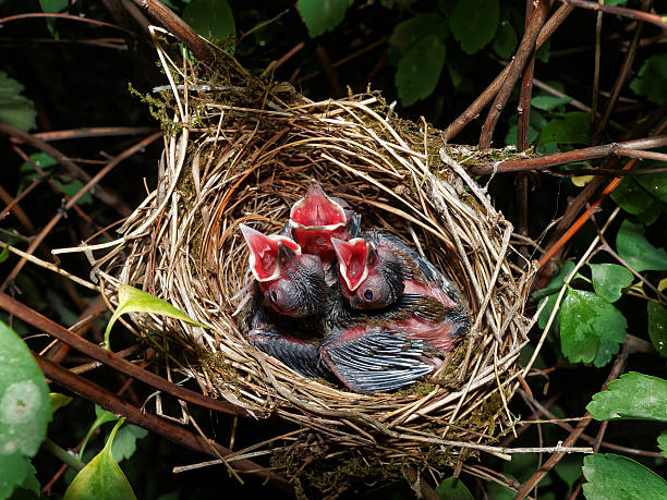 a nest with freshly born red-winged blackbirds