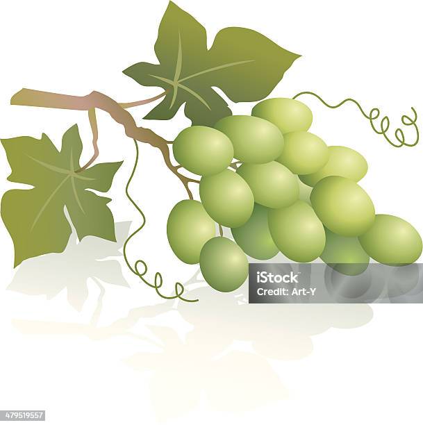 Uvas Verde - Arte vetorial de stock e mais imagens de Uva Branca - Uva Branca, Bebida Alcoólica, Branco