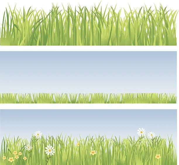 Vector illustration of Lawn - Growing wild.and mowed.