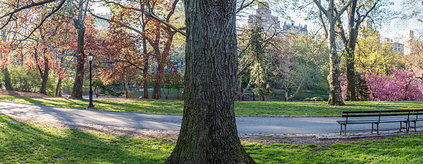 istock Central Park, New York City 479519992