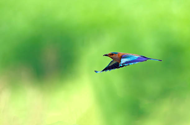 INDIAN ROLLER INDIAN ROLLER BIRD IS IN FLIGHT WITH GREEN BACKDROP.ROLLER IS A COLORFUL BIRD. coracias benghalensis stock pictures, royalty-free photos & images