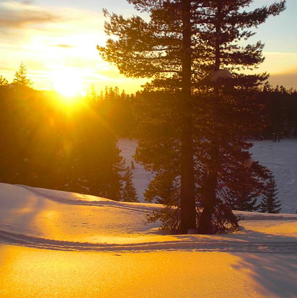 istock Warm winter glow through the trees on snow 479520112