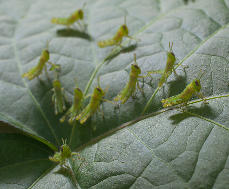 Small grasshoppers that have collected on a morning glory leaf