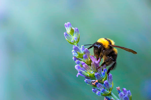 bumble bee auf lavander - vibrant color purple botany nature stock-fotos und bilder