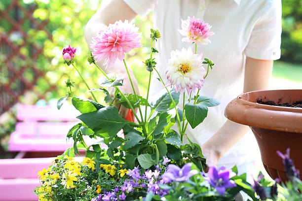 istock Planting flower garden 479520492