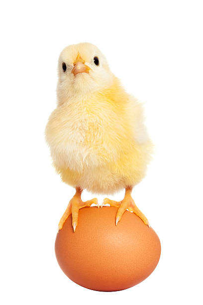 Cute easter chick stock photo