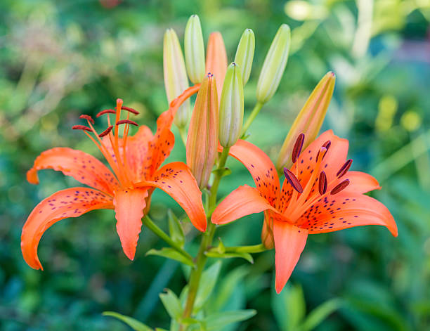 istock daylily in garden 479521338