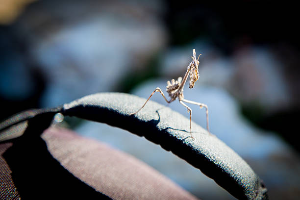 istock Mantis standing on a photo bag. 479522425