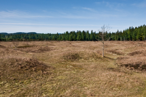 South of Olympia, the state capitol, there is a mounded prairie that defies scientific explanation. Although there are many arguable theories as to their existence, no one can question the beauty of the Mima Mounds as they put on a colorful display of wildflowers every year. There is even beauty in the dead prairie grassland in this winter scene. Mima Mounds Natural Area Preserve is near Rochester, Washington State, USA.