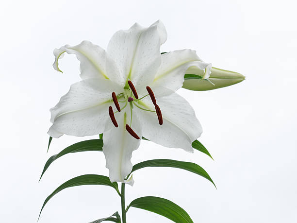 istock Beautiful snow-white oriental Lily 479524784