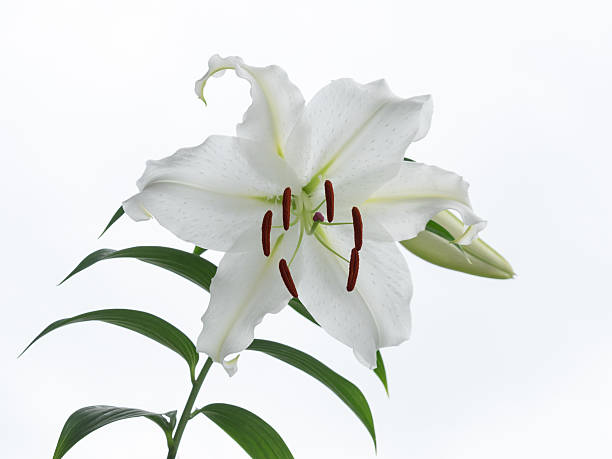 istock Beautiful snow-white oriental Lily 479524786