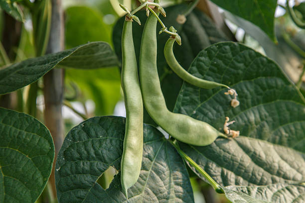 istock green beans in plant 479525694