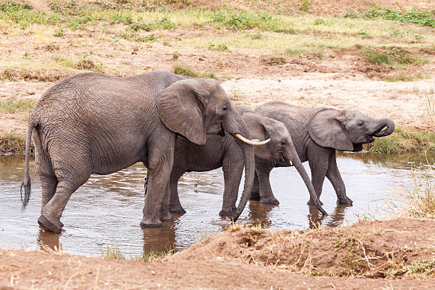istock Elephant Family in the river 479525900